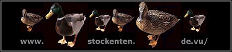 Eine ganze Homepage über Stockenten !!!