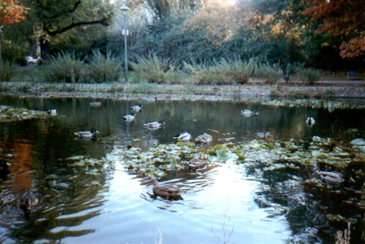 Nochmal "unser" Teich, diesmal im Herbst